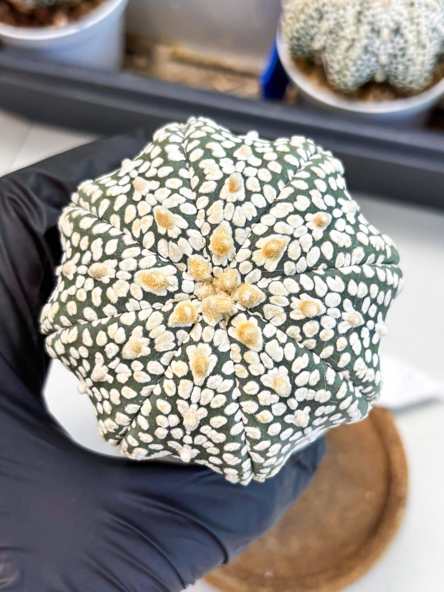 Astrophytum Star Shape (at4) (g6) | Imported Plant