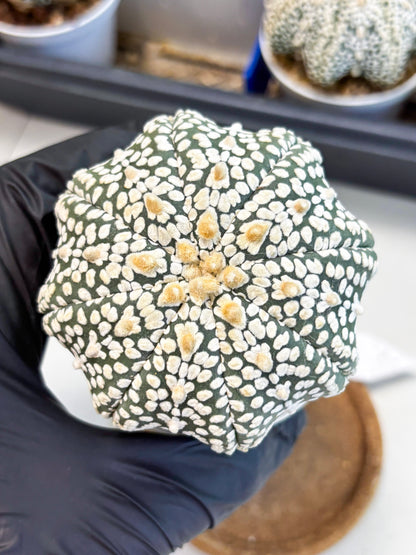Astrophytum Star Shape (at4) (g6) | Imported Plant
