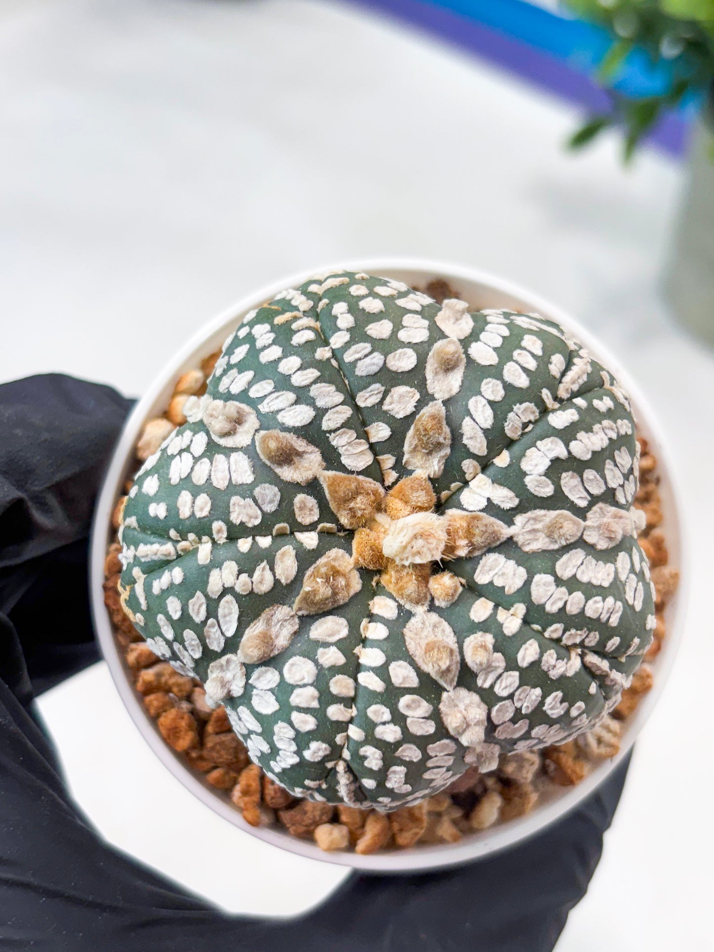 Astrophytum 5-Rib (T11) (y7) | Imported From Taiwan