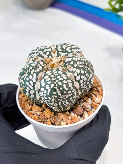Astrophytum 5-Rib (T11) (y7) | Imported From Taiwan