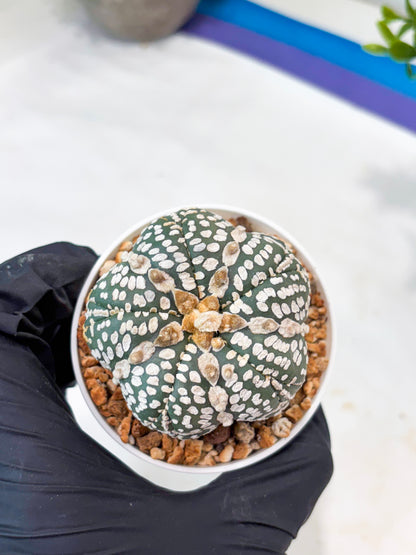Astrophytum 5-Rib (T11) (y7) | Imported From Taiwan