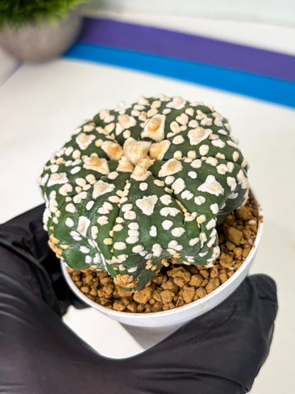 Astrophytum V-Type (at4) (y4) | Ship from Nevada