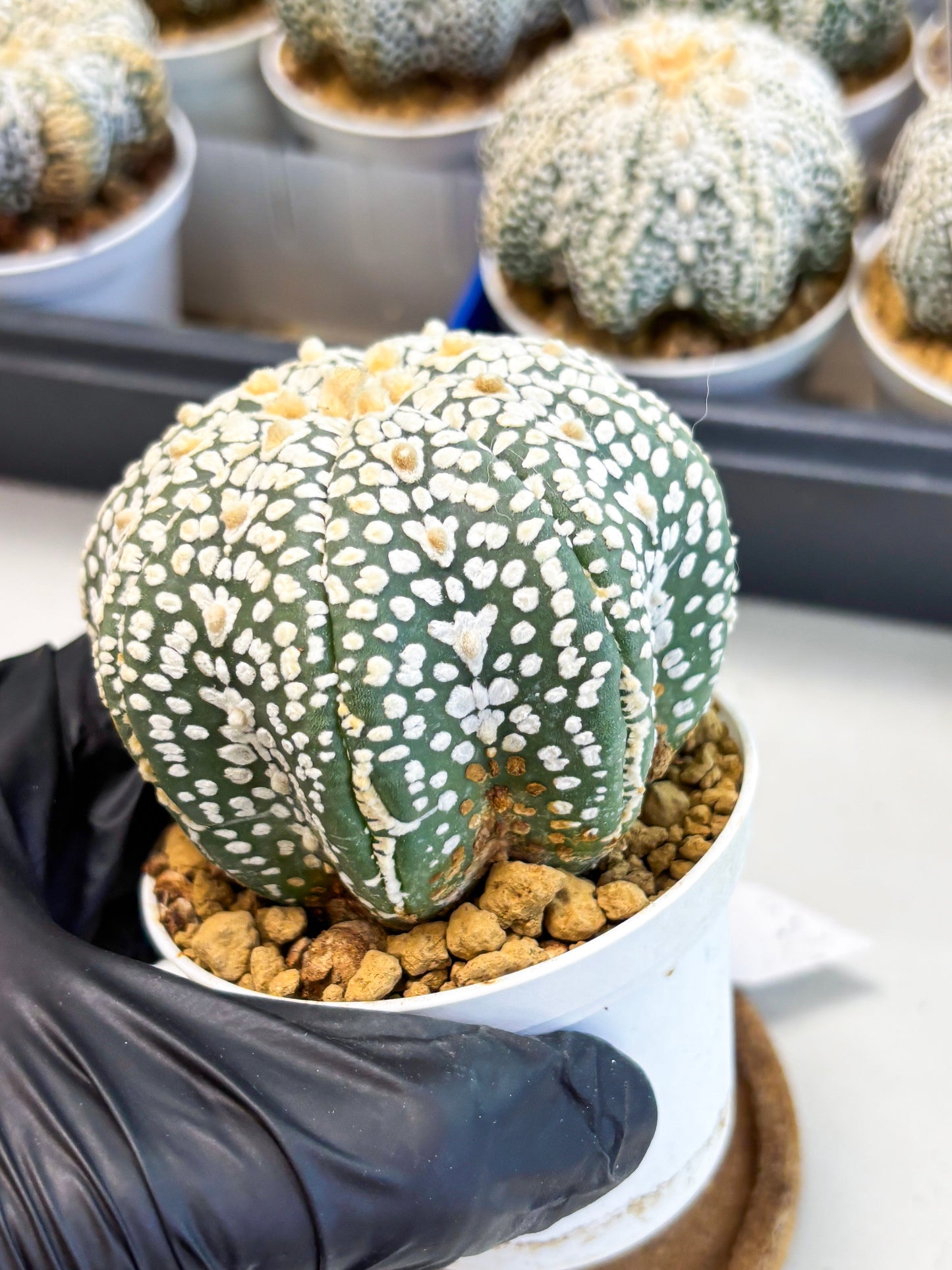 Astrophytum Star Shape (at4) (g6) | Imported Plant