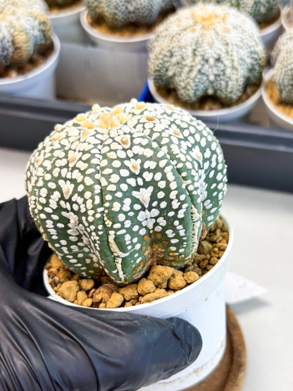 Astrophytum Star Shape (at4) (g6) | Imported Plant