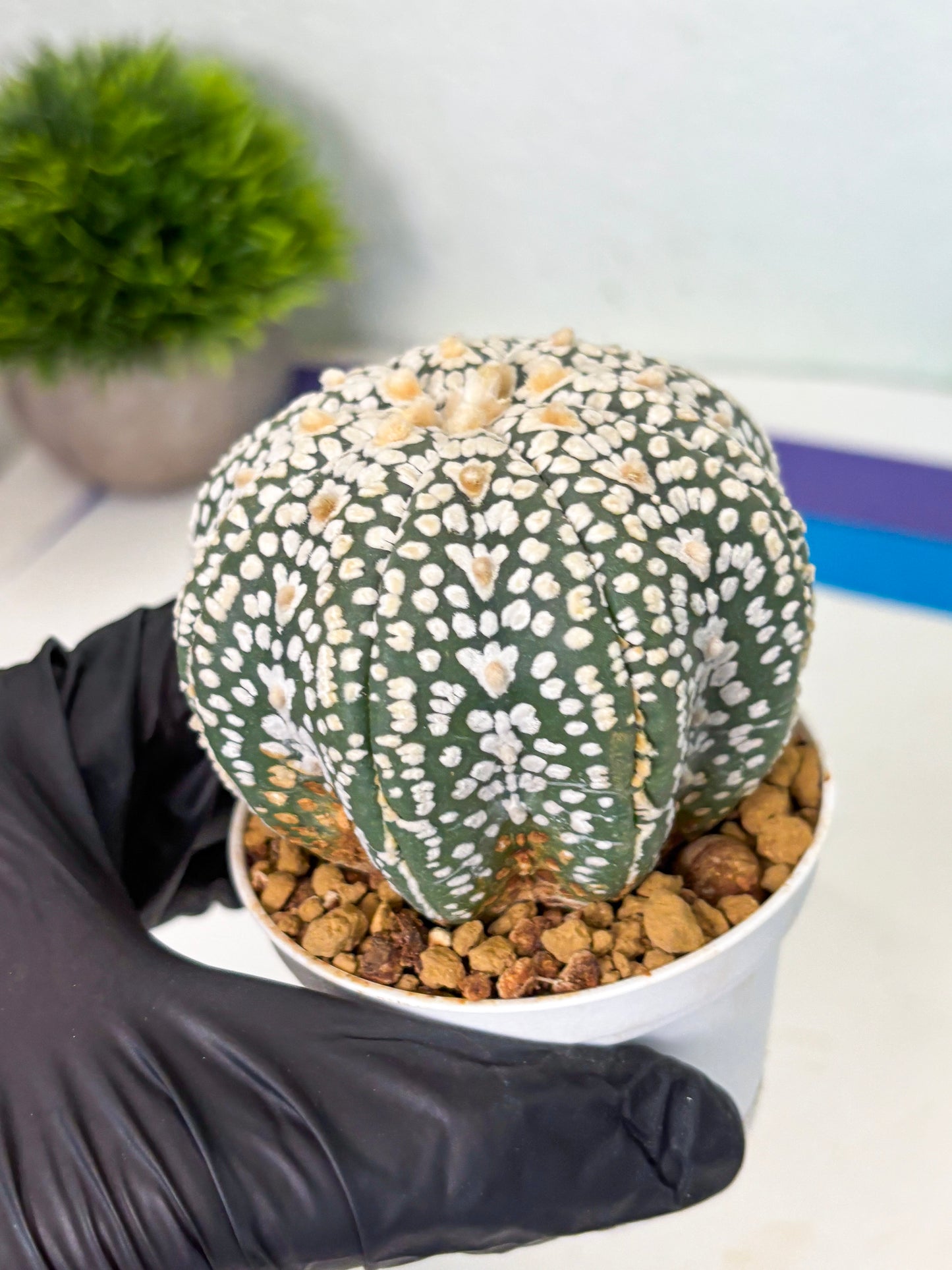 Astrophytum Star Shape (at4) (g6) | Imported Plant