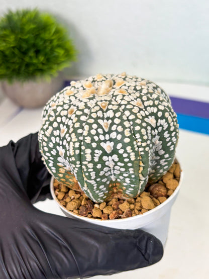Astrophytum Star Shape (at4) (g6) | Imported Plant