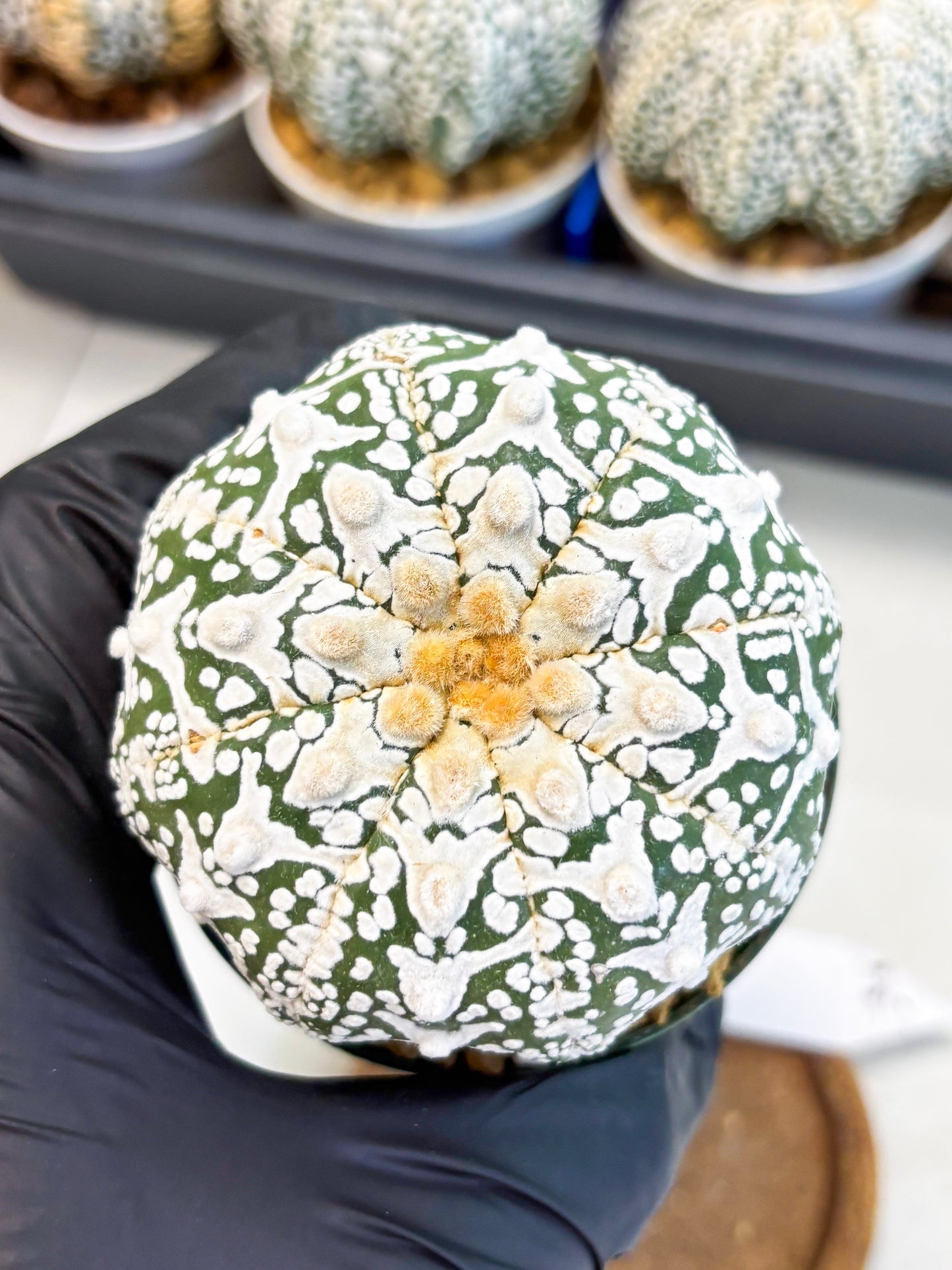 Astrophytum V-Type (at4) (r6) | Ship from Nevada