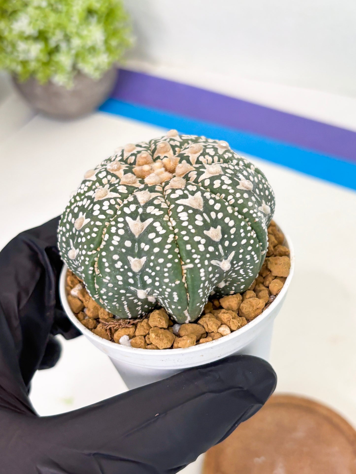Astrophytum Star Shape (at2) (b1) | Japanese Import