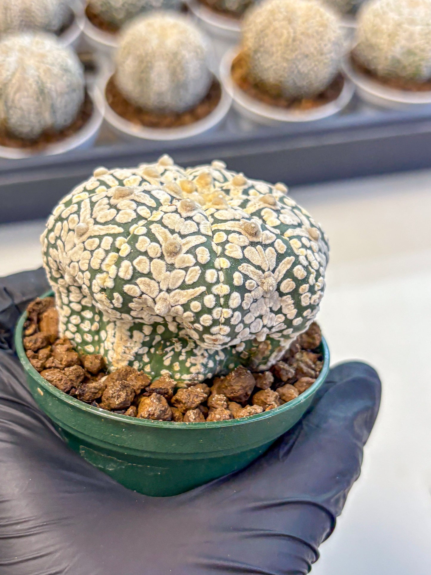 Astrophytum V Type (at5) (06) |  Sea urchin cactus