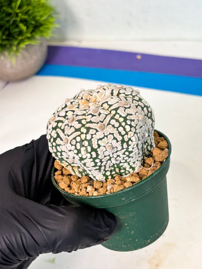 Astrophytum V-Type (at5) (p5) | Rare imported Plant