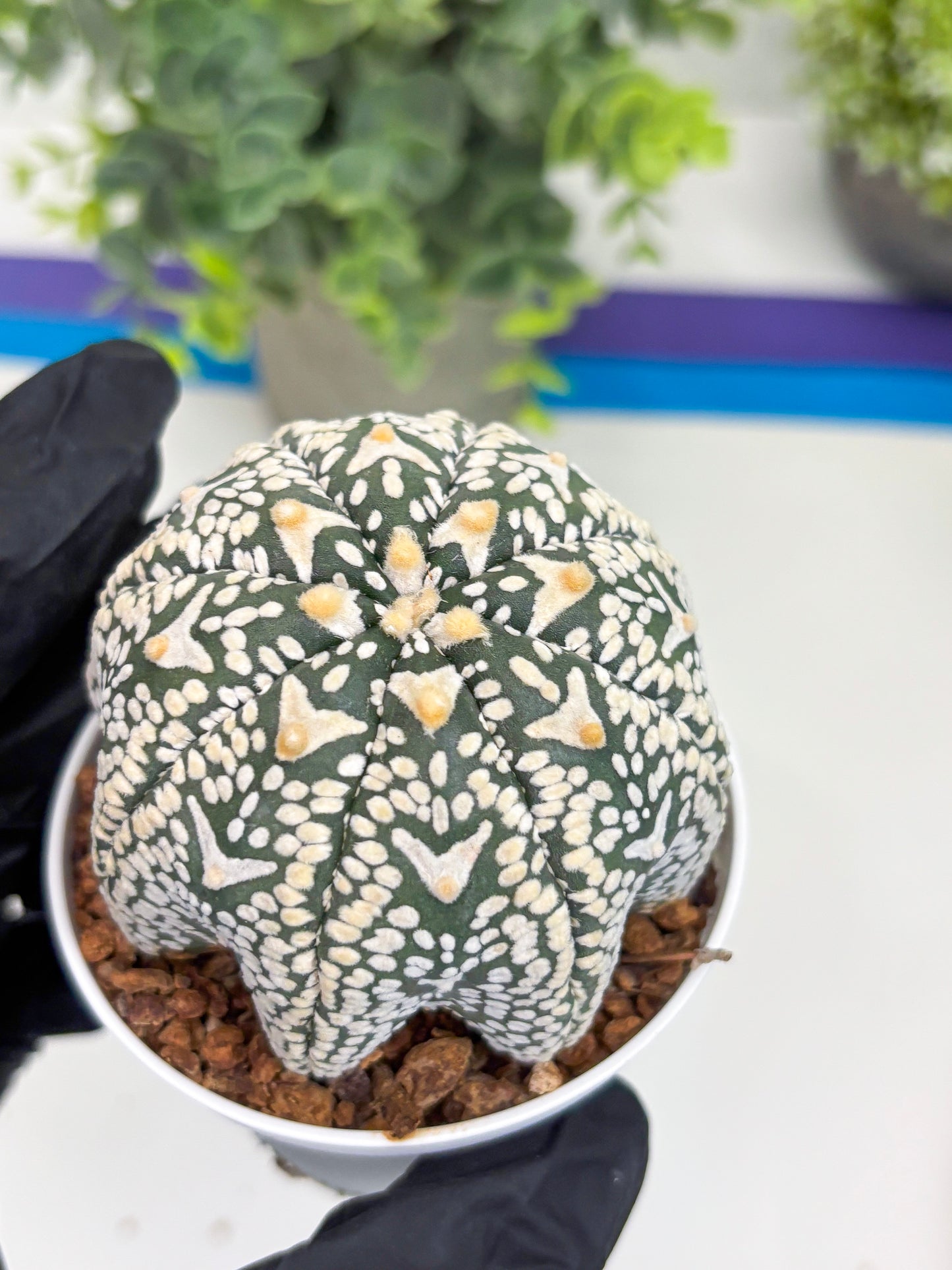 Astrophytum Super Kabuto V Type (T4) (p3) | USA Plant SHOP | 3" Pot
