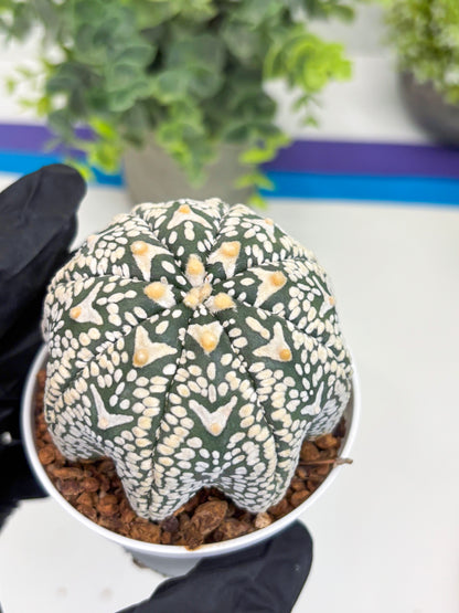 Astrophytum Super Kabuto V Type (T4) (p3) | USA Plant SHOP | 3" Pot