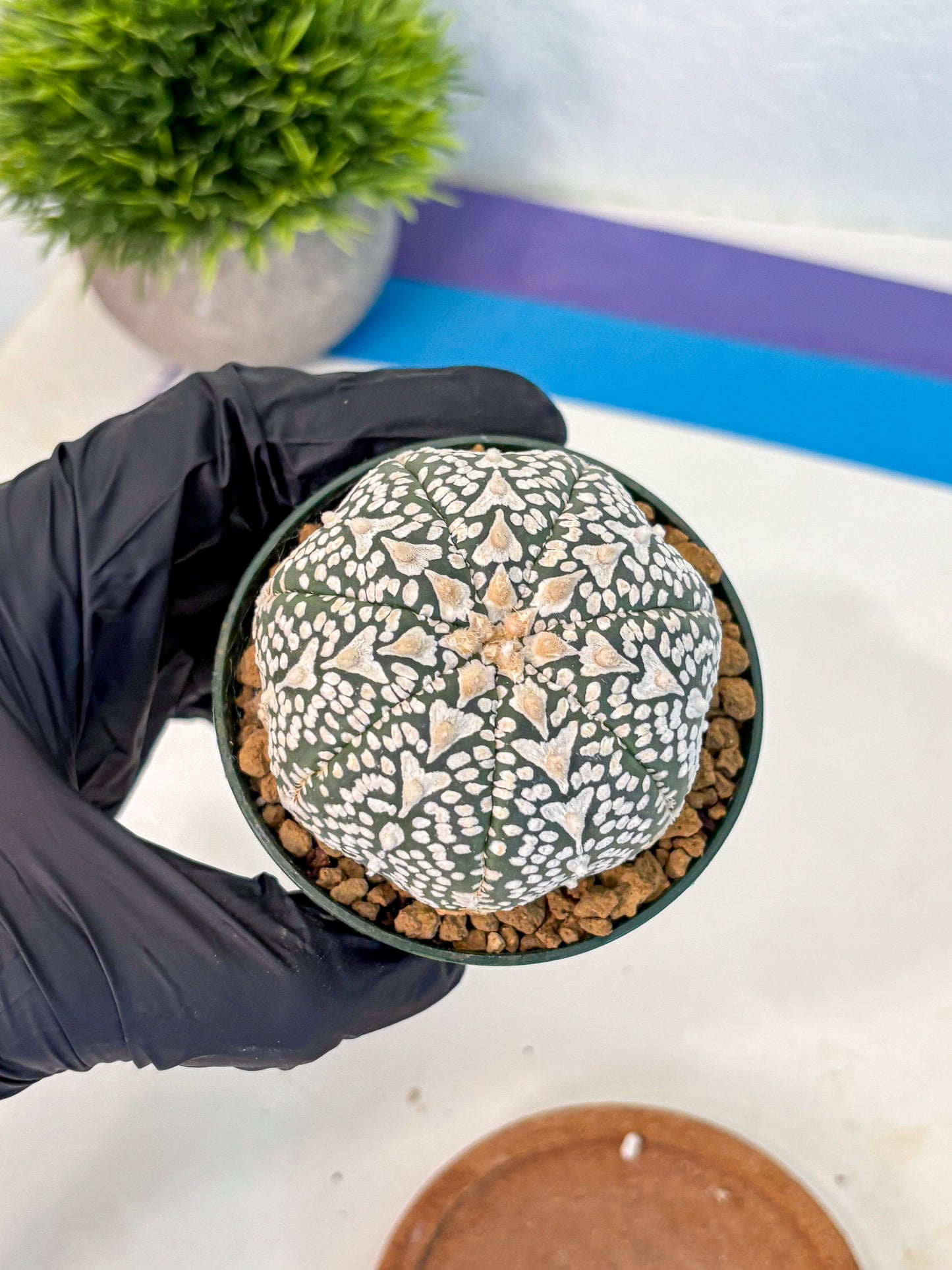 Astrophytum V Type (at2) (06) | Live Plant | Rare Collection