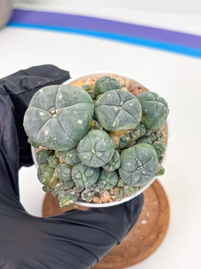 Spineless Cactus (Lo1) (g4) | For Advanced Growers