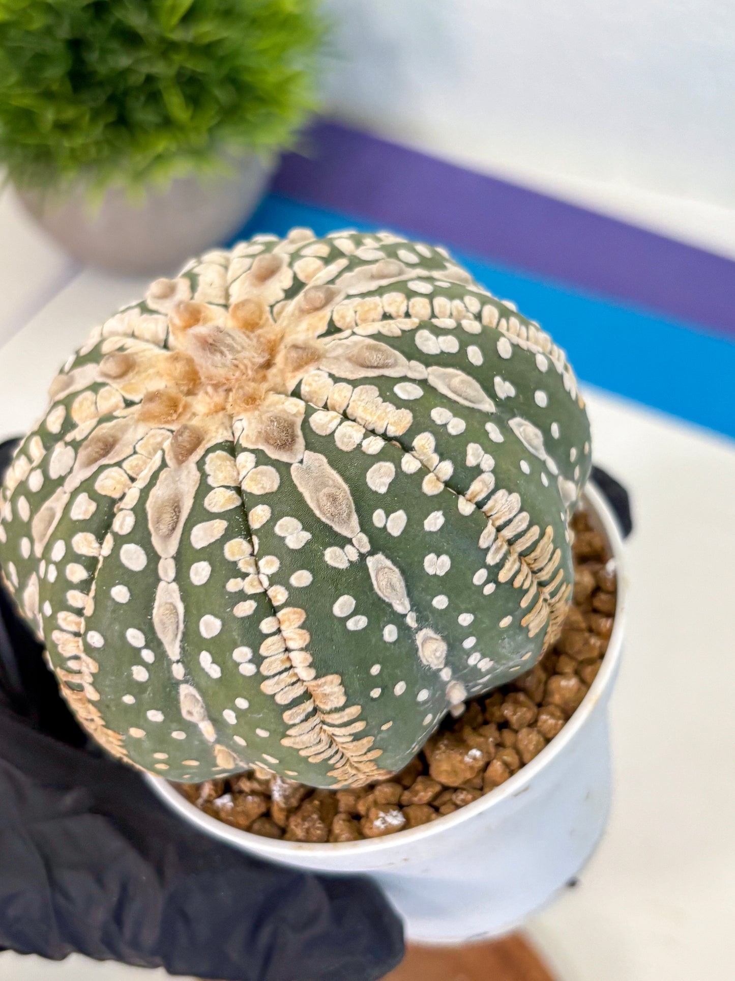 Astrophytum V Type Nudum (at9) (06) | Live Cactus