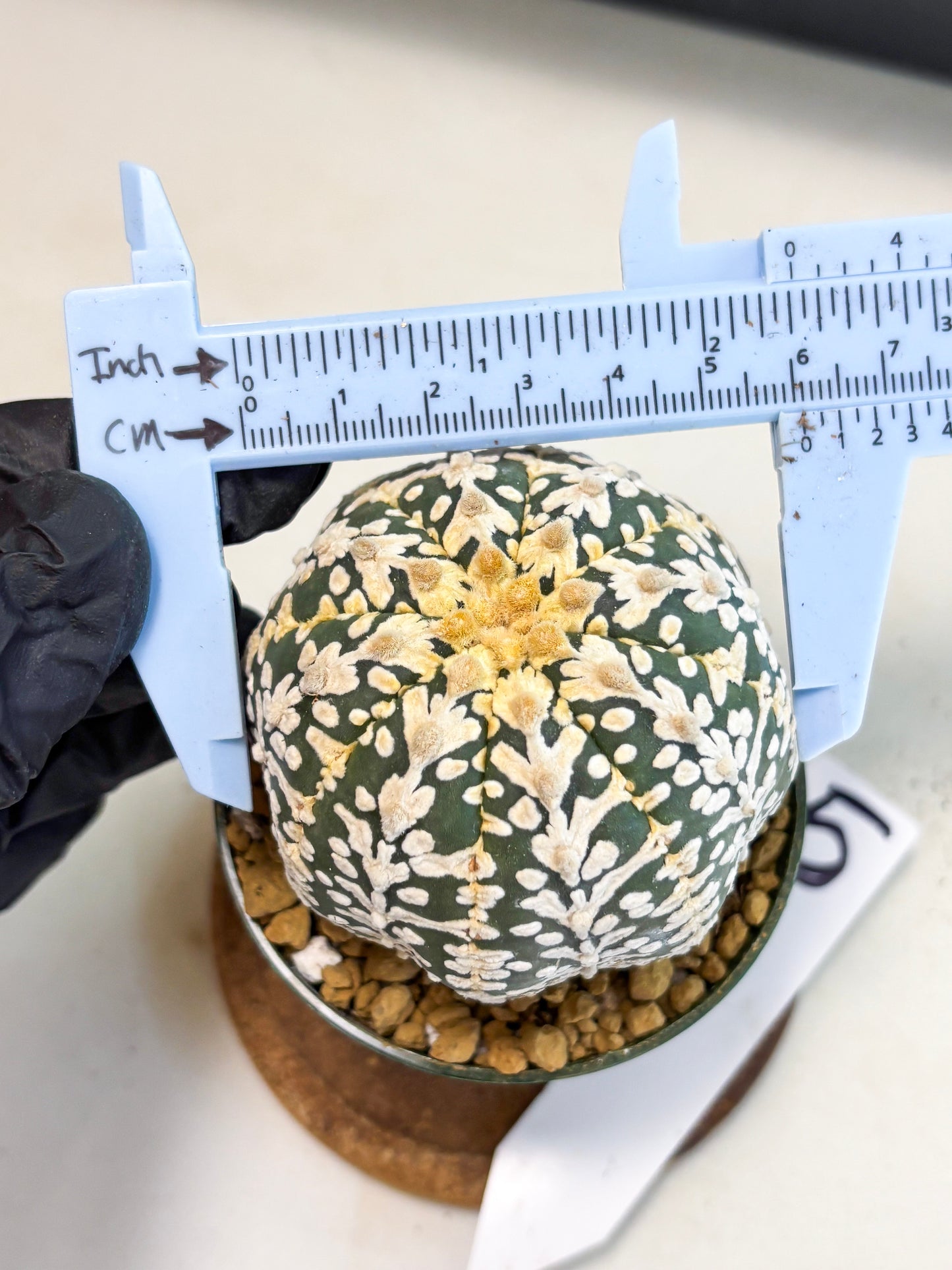 Astrophytum V-Type (at4) (r5) | Ship from Nevada