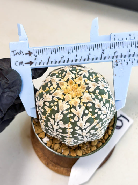 Astrophytum V-Type (at4) (r5) | Ship from Nevada
