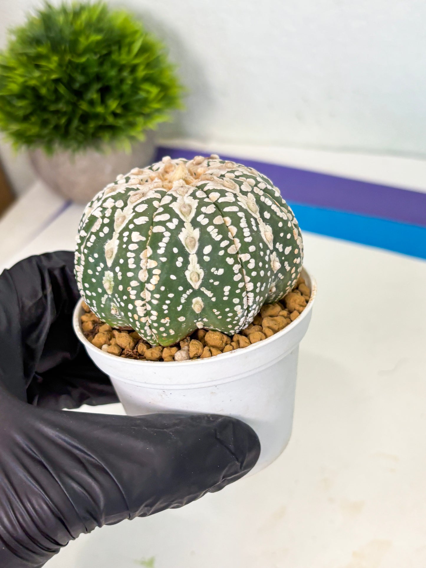 Astrophytum V-Type (at4) (y5) | Ship from Nevada