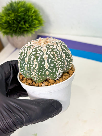 Astrophytum V-Type (at4) (y5) | Ship from Nevada