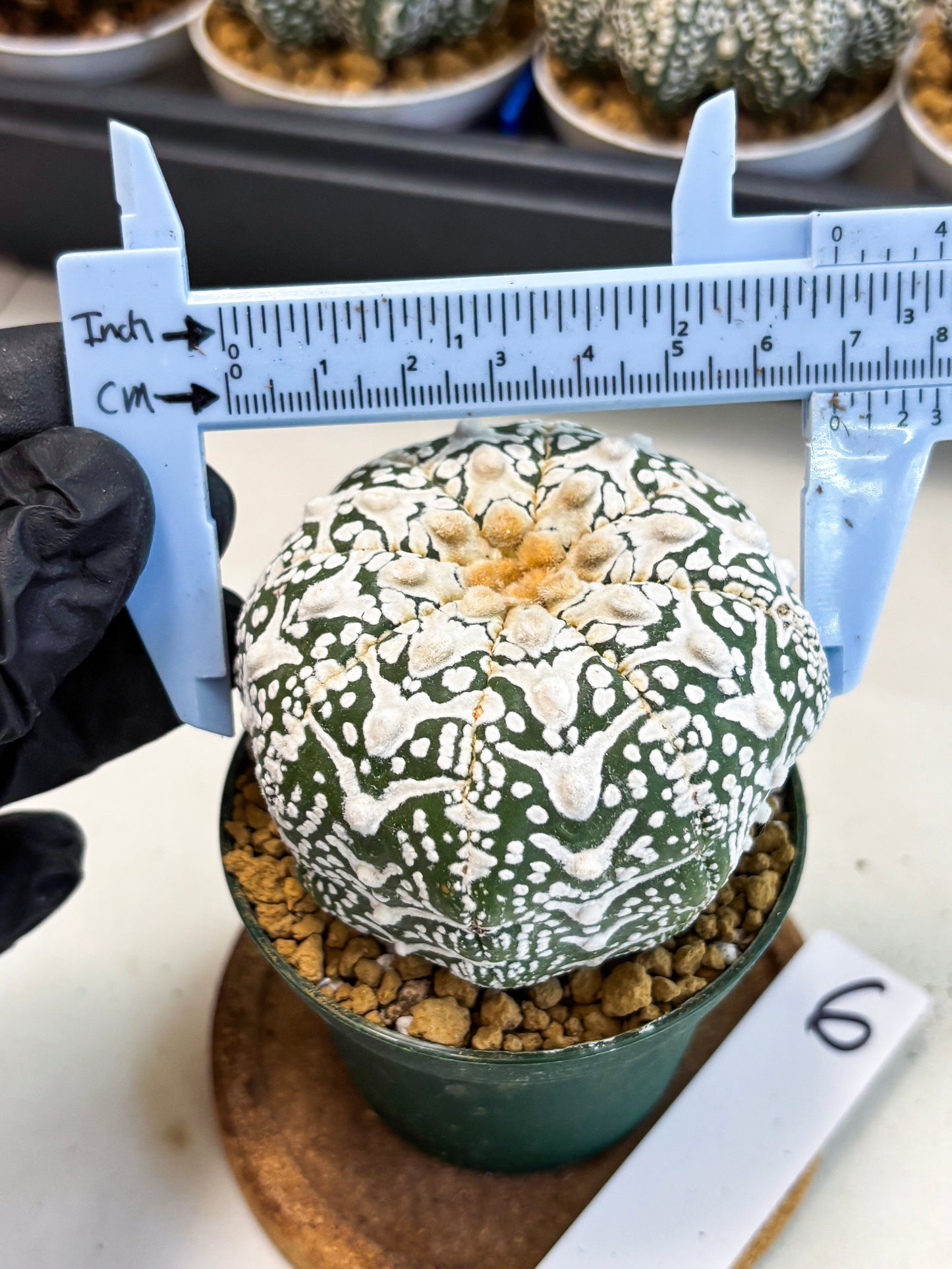 Astrophytum V-Type (at4) (r6) | Ship from Nevada