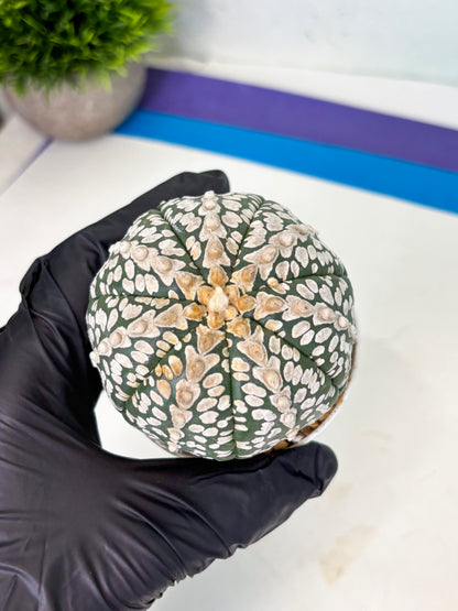 Astrophytum V-Type (at4) (r2) | Ship from Nevada