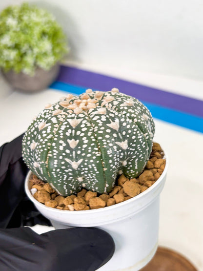 Astrophytum Star Shape (at2) (b1) | Japanese Import