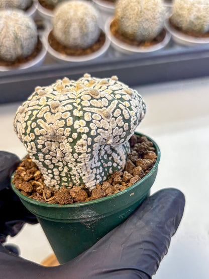 Astrophytum V Type (at5) (06) |  Sea urchin cactus