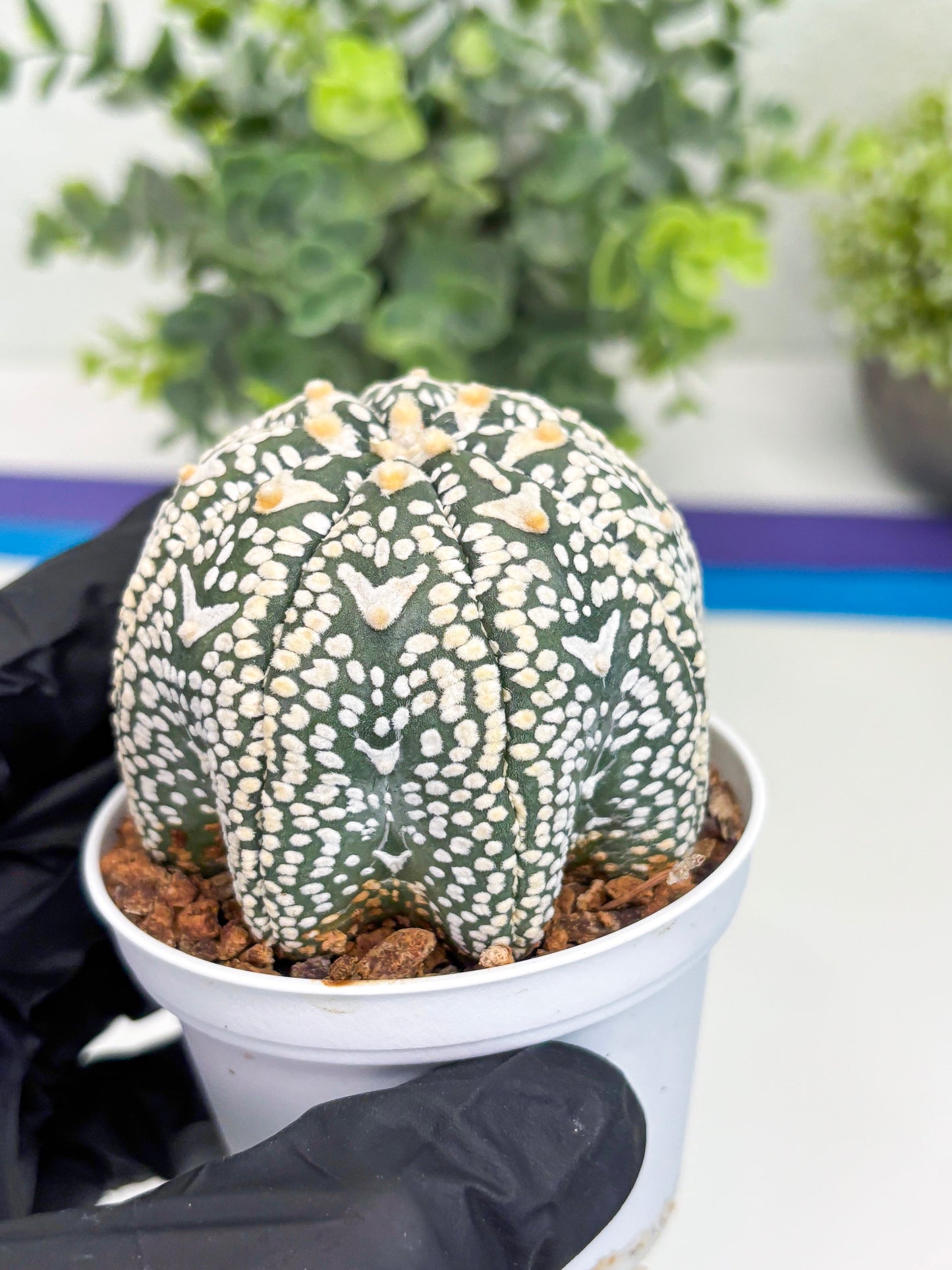 Astrophytum Super Kabuto V Type (T4) (p3) | USA Plant SHOP | 3" Pot