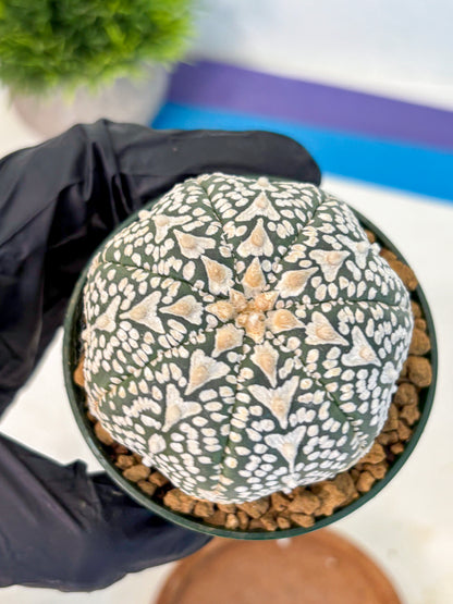 Astrophytum V Type (at2) (06) | Live Plant | Rare Collection