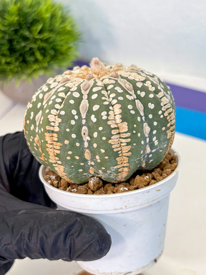 Astrophytum V Type Nudum (at9) (06) | Live Cactus