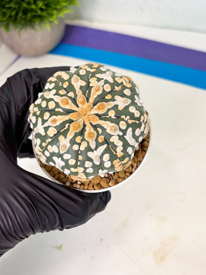 Astrophytum V-Type (at4) (y1) | Ship from Nevada