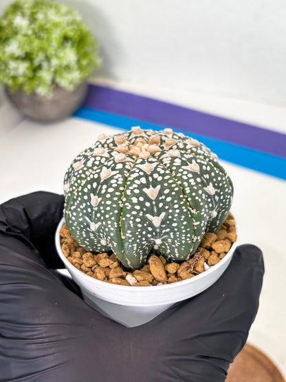 Astrophytum Star Shape (at2) (b1) | Japanese Import