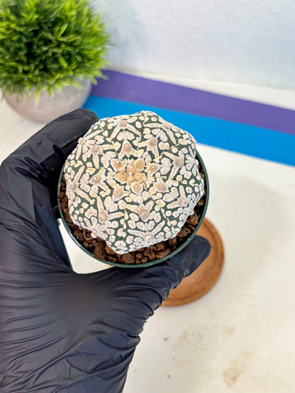 Astrophytum V Type (at5) (06) |  Sea urchin cactus