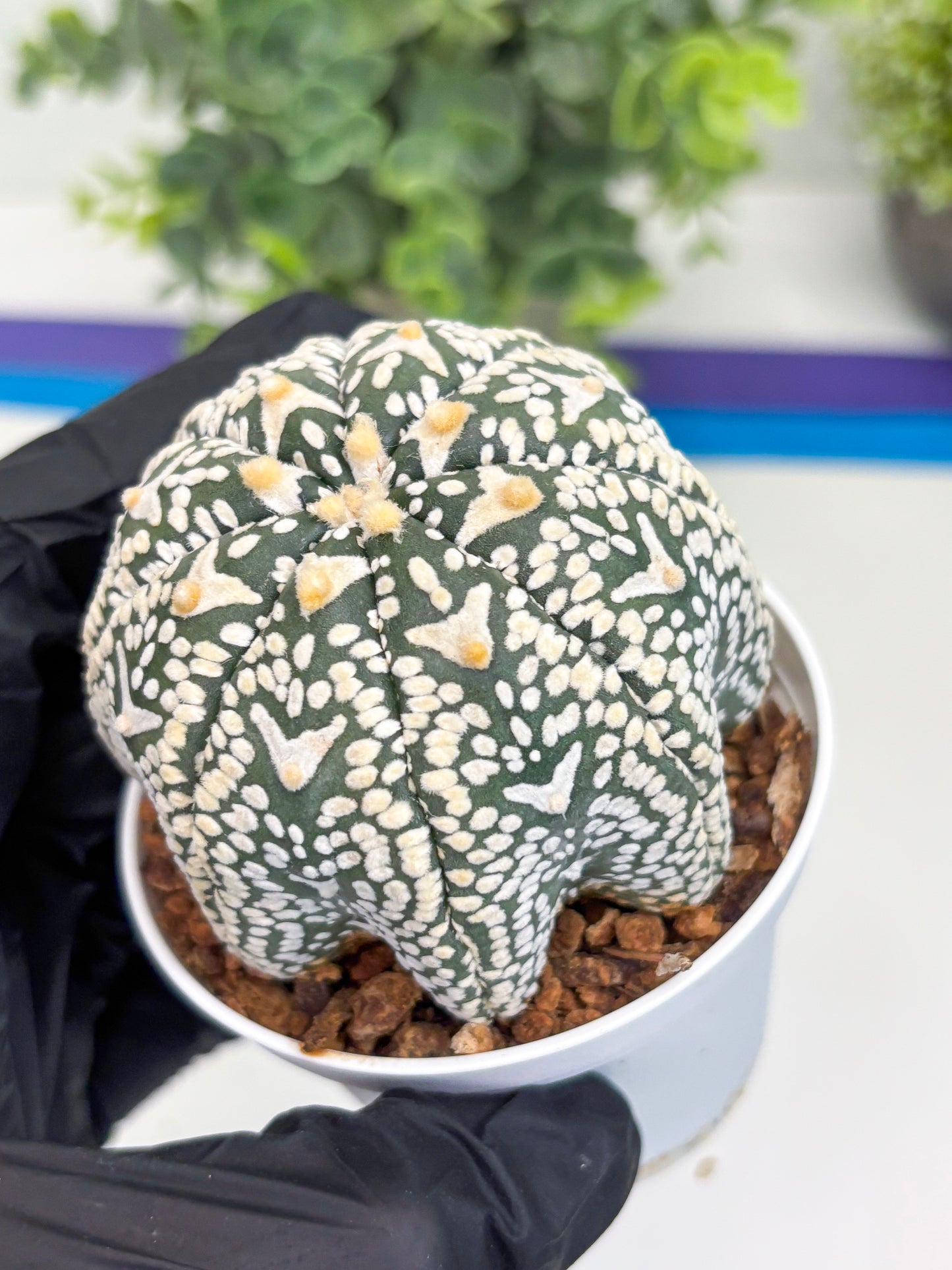 Astrophytum Super Kabuto V Type (T4) (p3) | USA Plant SHOP | 3" Pot