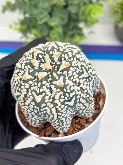 Astrophytum Super Kabuto V Type (T4) (p3) | USA Plant SHOP | 3" Pot