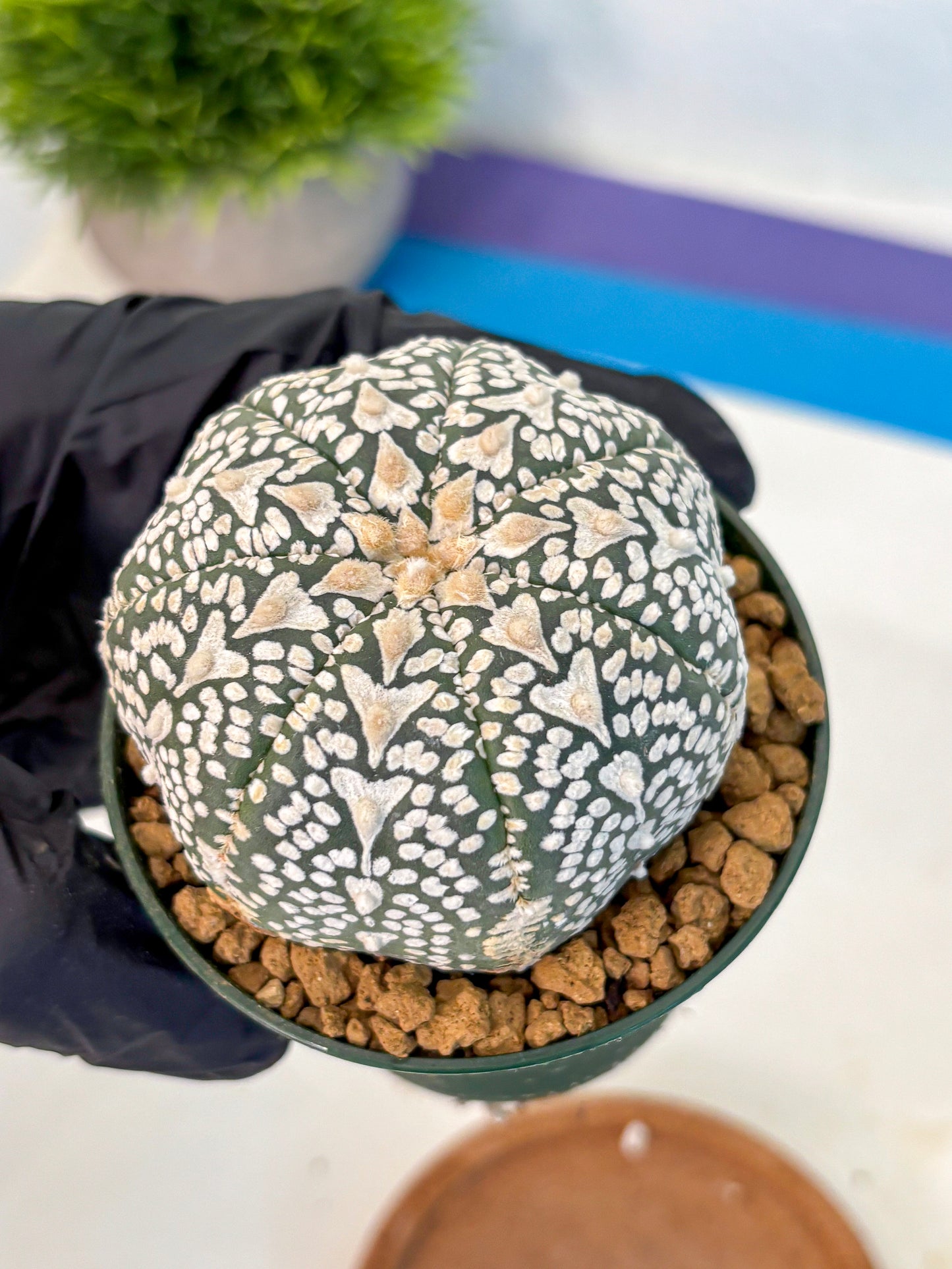 Astrophytum V Type (at2) (06) | Live Plant | Rare Collection