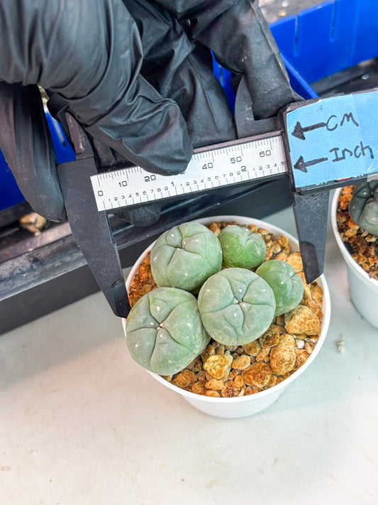 Spineless Cactus (Lo1) (g5) | For Advanced Growers