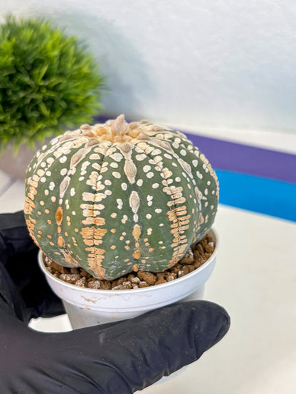 Astrophytum V Type Nudum (at9) (06) | Live Cactus