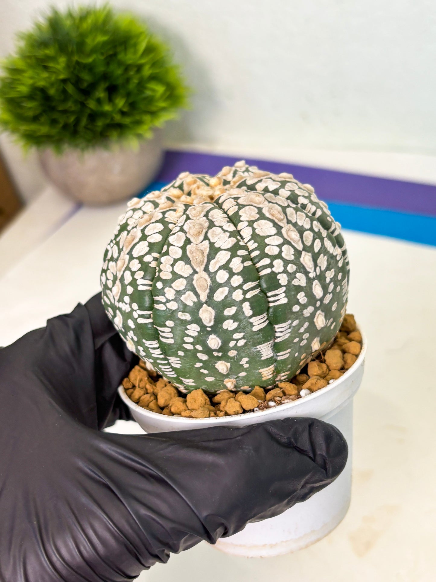 Astrophytum V-Type (at4) (r2) | Ship from Nevada