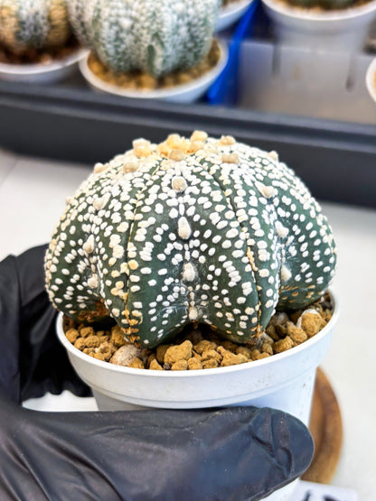 Astrophytum Star Shape (at4) (g5) | Imported Plant