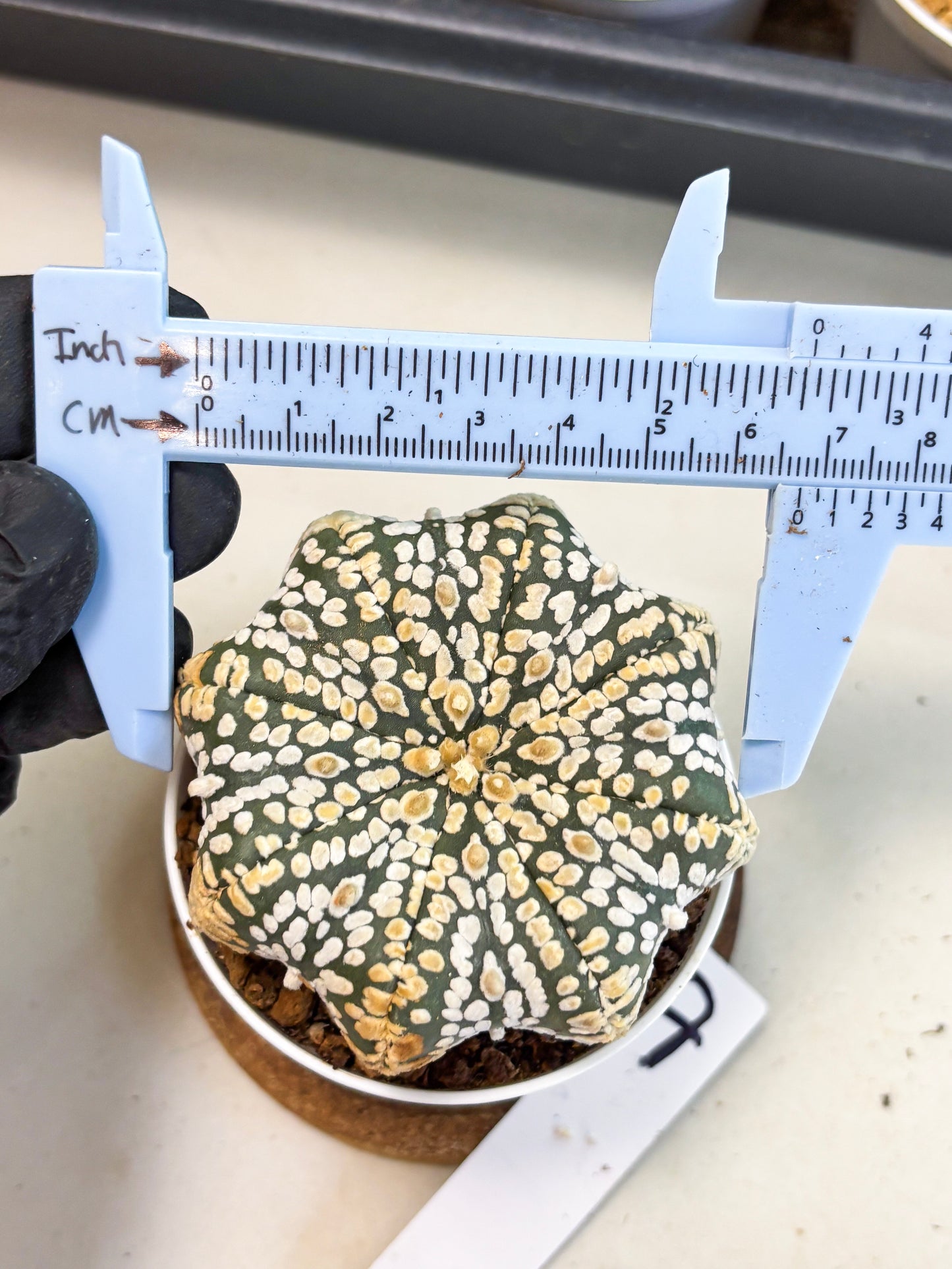 Astrophytum Star Shape (at4) (g7) | Imported Plant