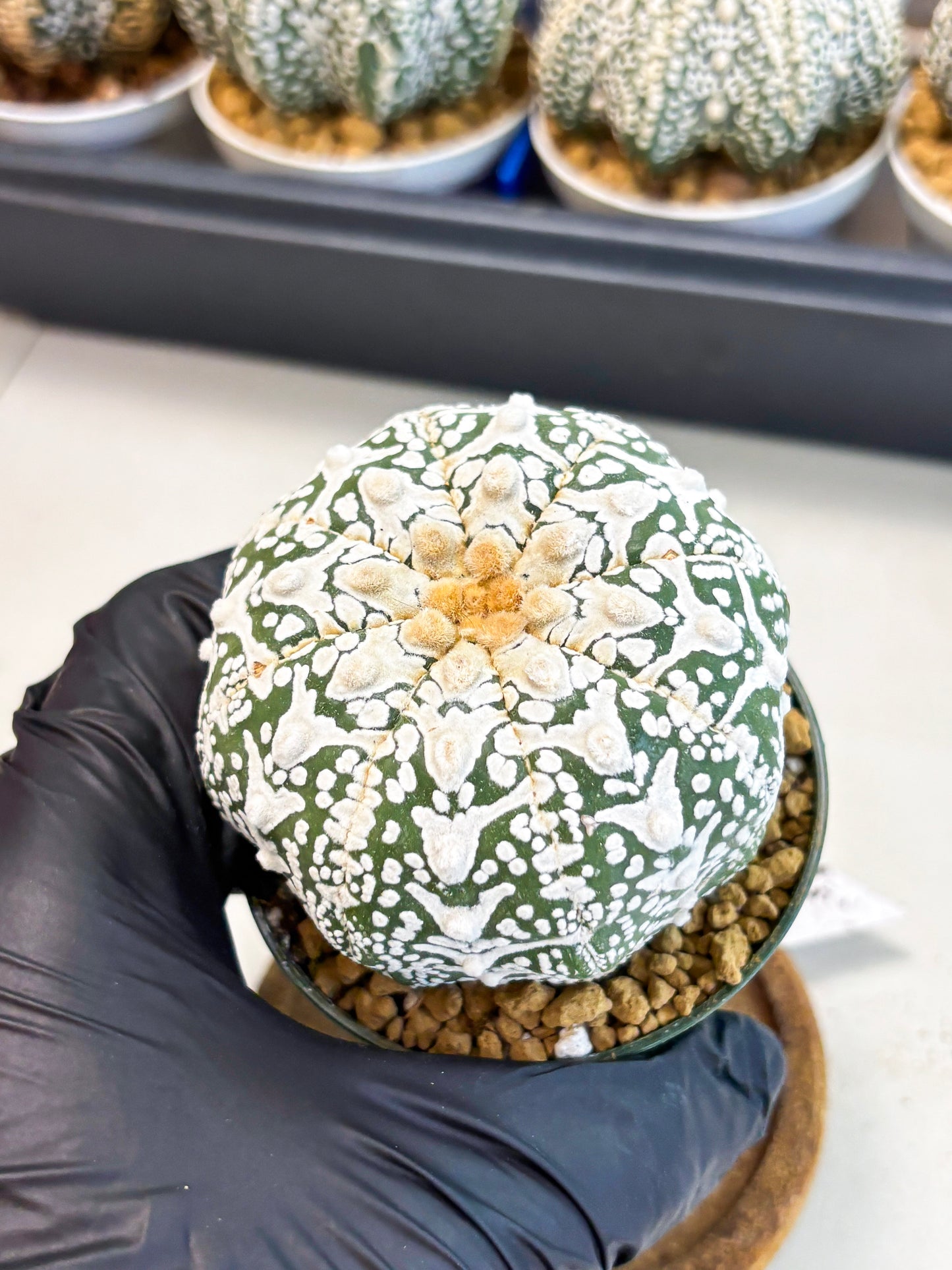 Astrophytum V-Type (at4) (r6) | Ship from Nevada