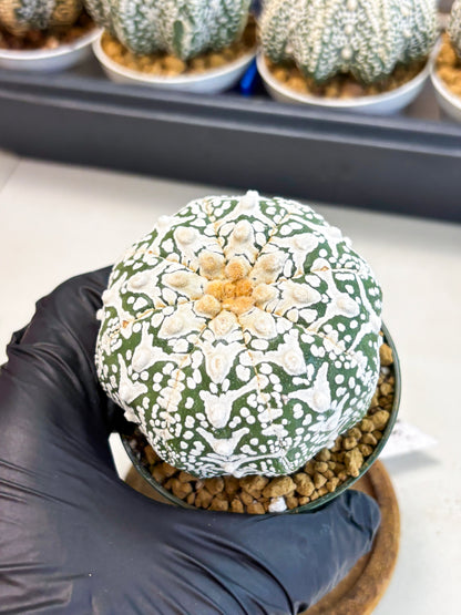 Astrophytum V-Type (at4) (r6) | Ship from Nevada