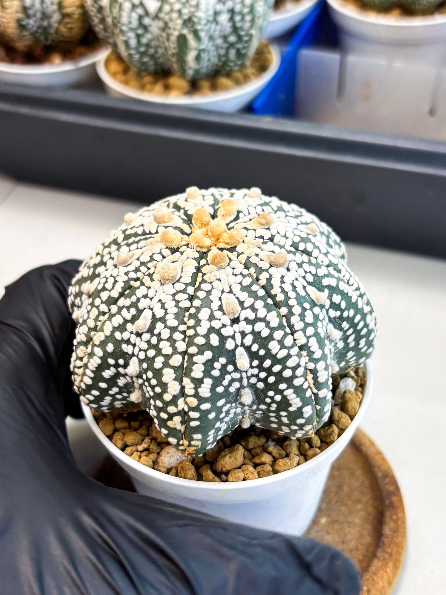Astrophytum Star Shape (at4) (g5) | Imported Plant