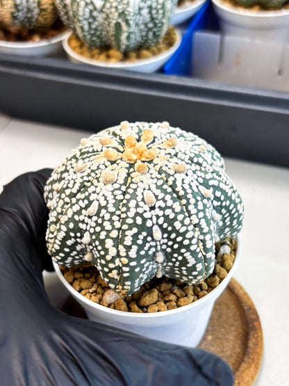 Astrophytum Star Shape (at4) (g5) | Imported Plant