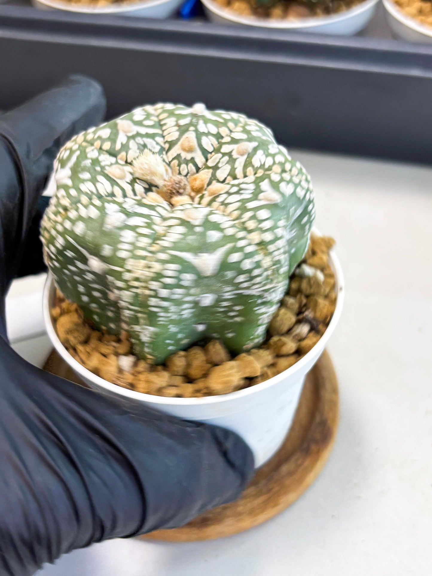 Astrophytum Star Shape (at4) (g3) | Imported Plant
