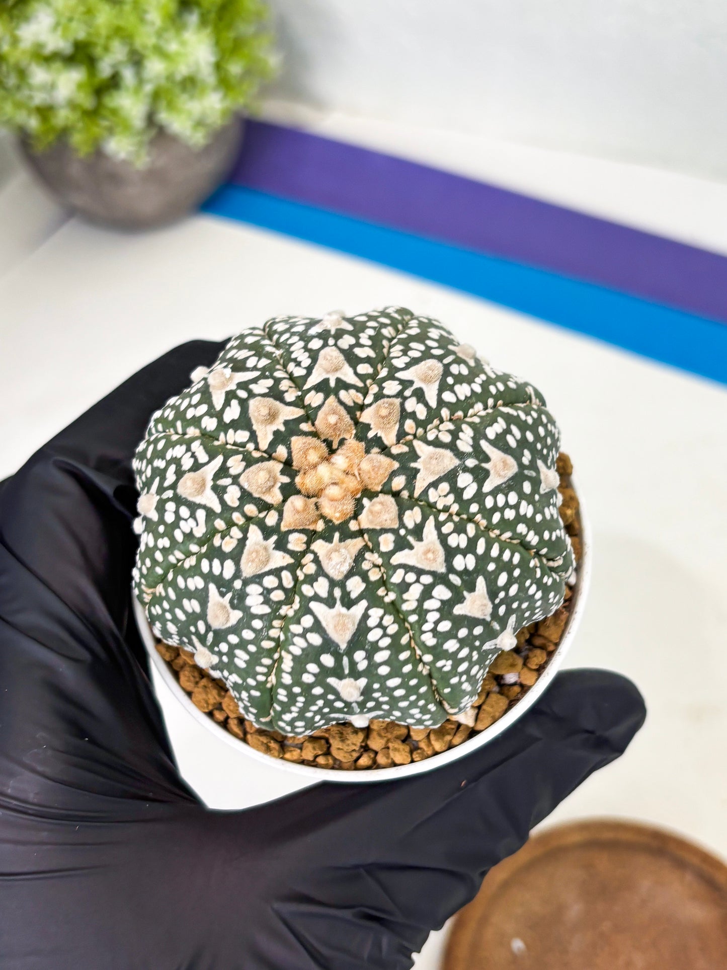 Astrophytum Star Shape (at2) (b1) | Japanese Import