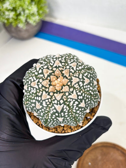 Astrophytum Star Shape (at2) (b1) | Japanese Import