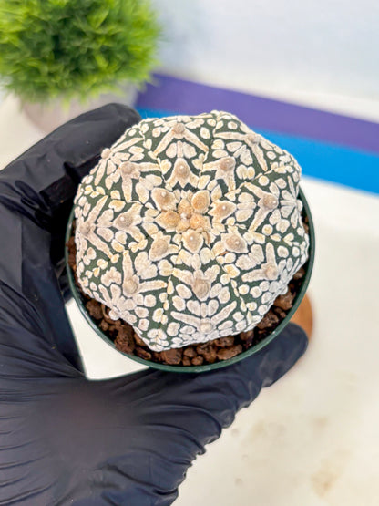 Astrophytum V Type (at5) (06) |  Sea urchin cactus