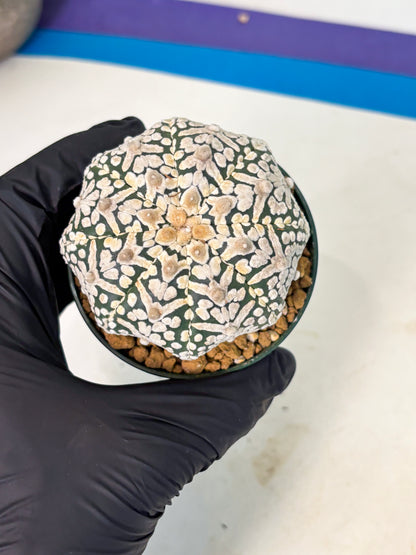 Astrophytum V-Type (at5) (p5) | Rare imported Plant